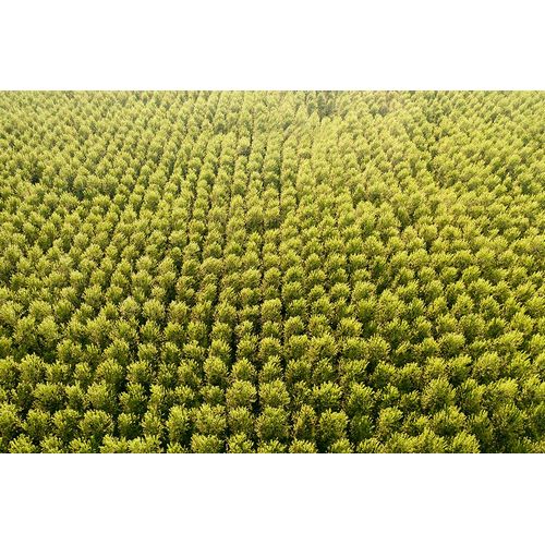 Molinari, Michele 아티스트의 Italy-poplar trees plantation for paper pulp production작품입니다.